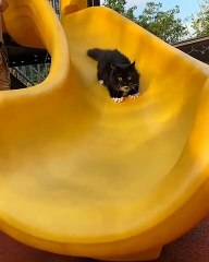 Kucing bermain prosotan