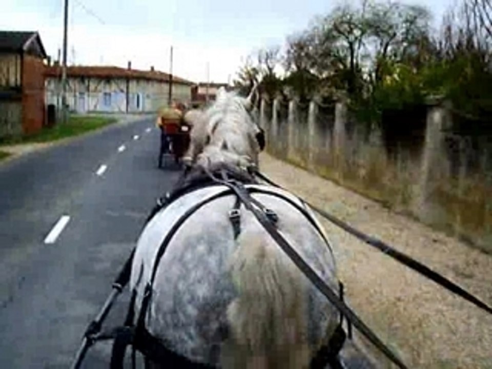Attelage avec Gita et Gringo