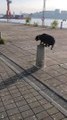 Energetic Doggy Burns Energy With Dog Parkour