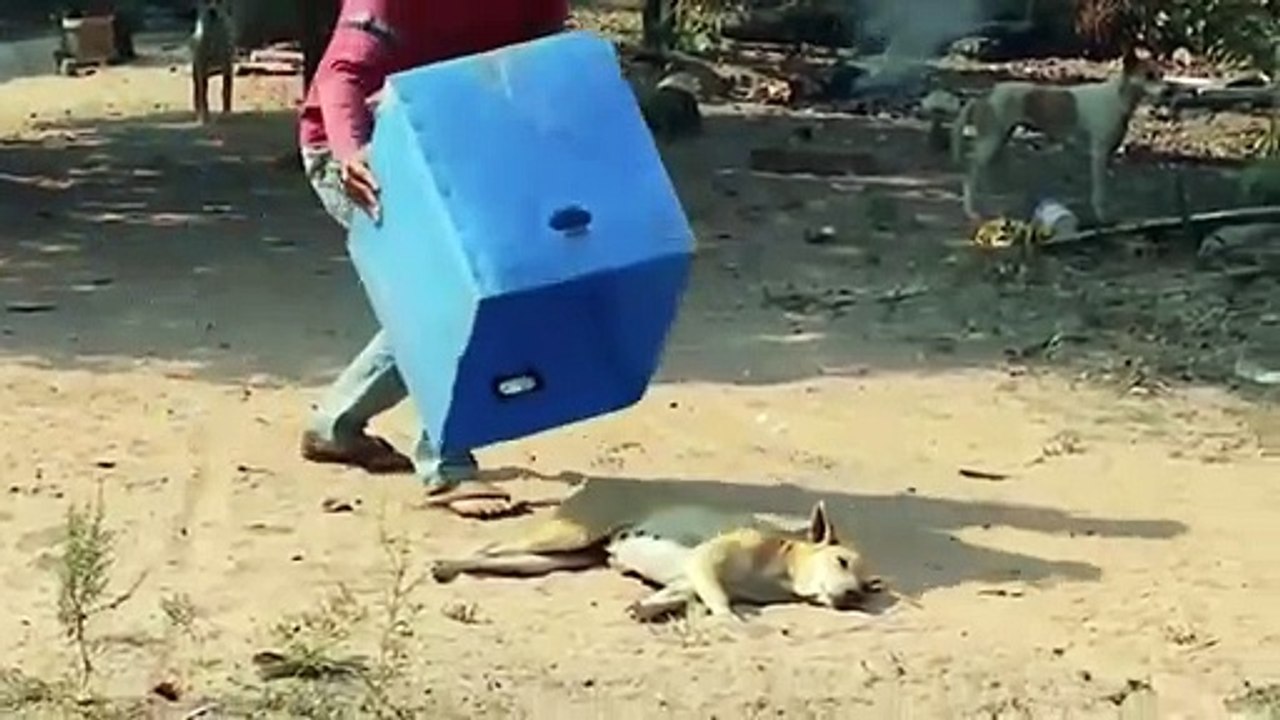 Animals Prank Funniest Video #3
