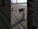 Energetic Doggy Burns Energy With Dog Parkour
