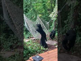 Hammock Confuses Curious Bear Cubs