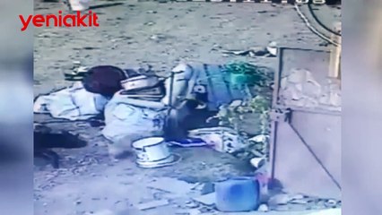 Biri bu vahşete 'dur' desin! Pitbull dehşeti cezasız kaldı