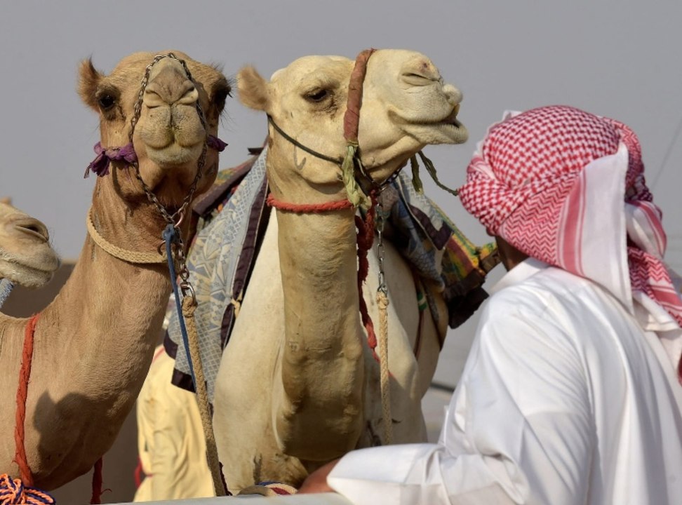 السعودية توقف شخصاً يقوم بتجميل الإبل لرفع سعرها