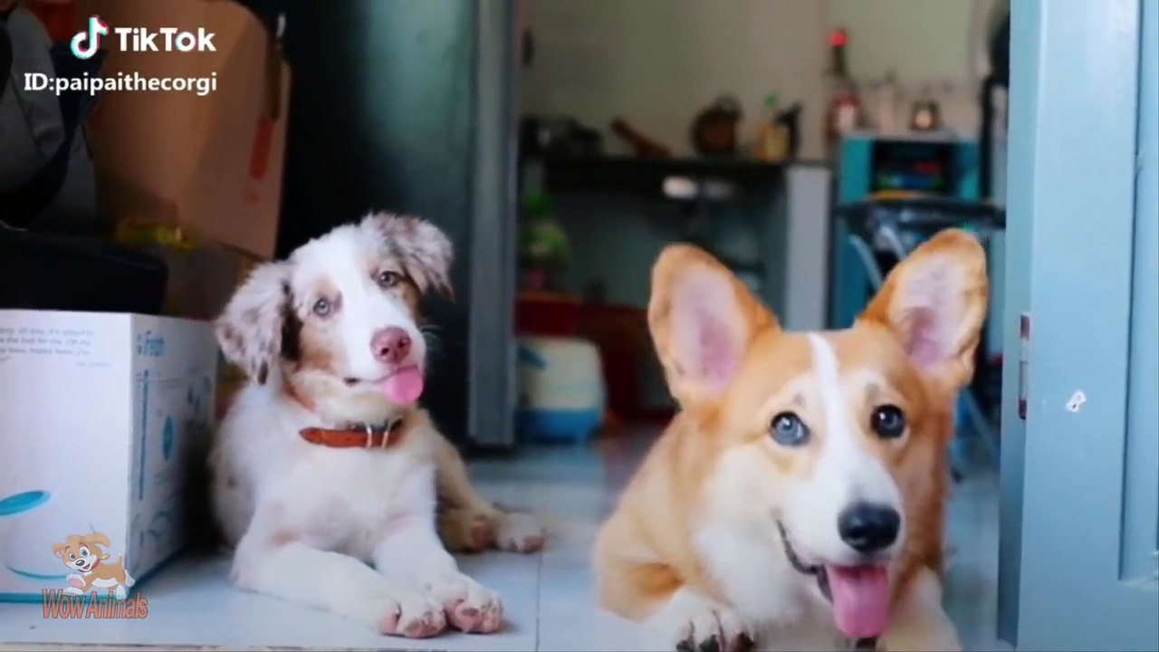 Try Not To Laugh Challenge  Funny Cat & Dog Vines compilation 2018