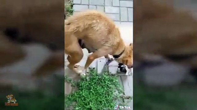 Dogs saves puppies Dogs protecting puppies