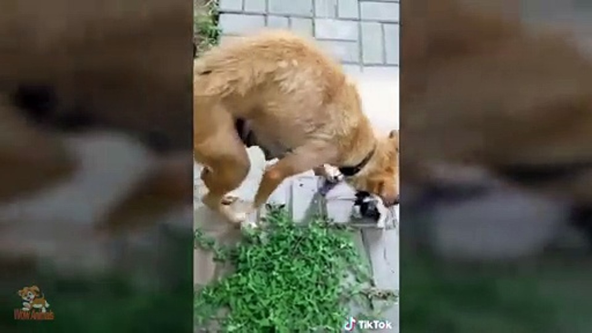 ⁣Dogs saves puppies  Dogs protecting puppies