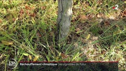 Lot-et-Garonne : à la découverte des vignobles du futur pour lutter contre le réchauffement climatique