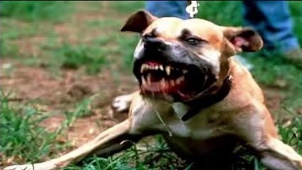 Pitbull attacks Dogs - compilation