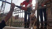 Okulun demir korkuluklarına sıkışan köpek kurtarıldı