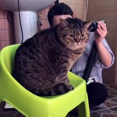 spoiled cat-kucing manja