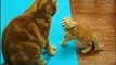 child and mother cat fighting, very cute-anak dan ibu kucing berkelahi, sangat lucu