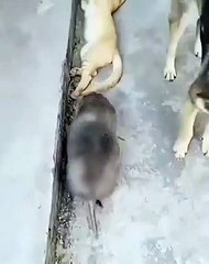 mouse and cat together-tikus dan kucing bersama