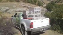 Kozluk'ta 1250 kınalı keklik doğaya bırakıldı