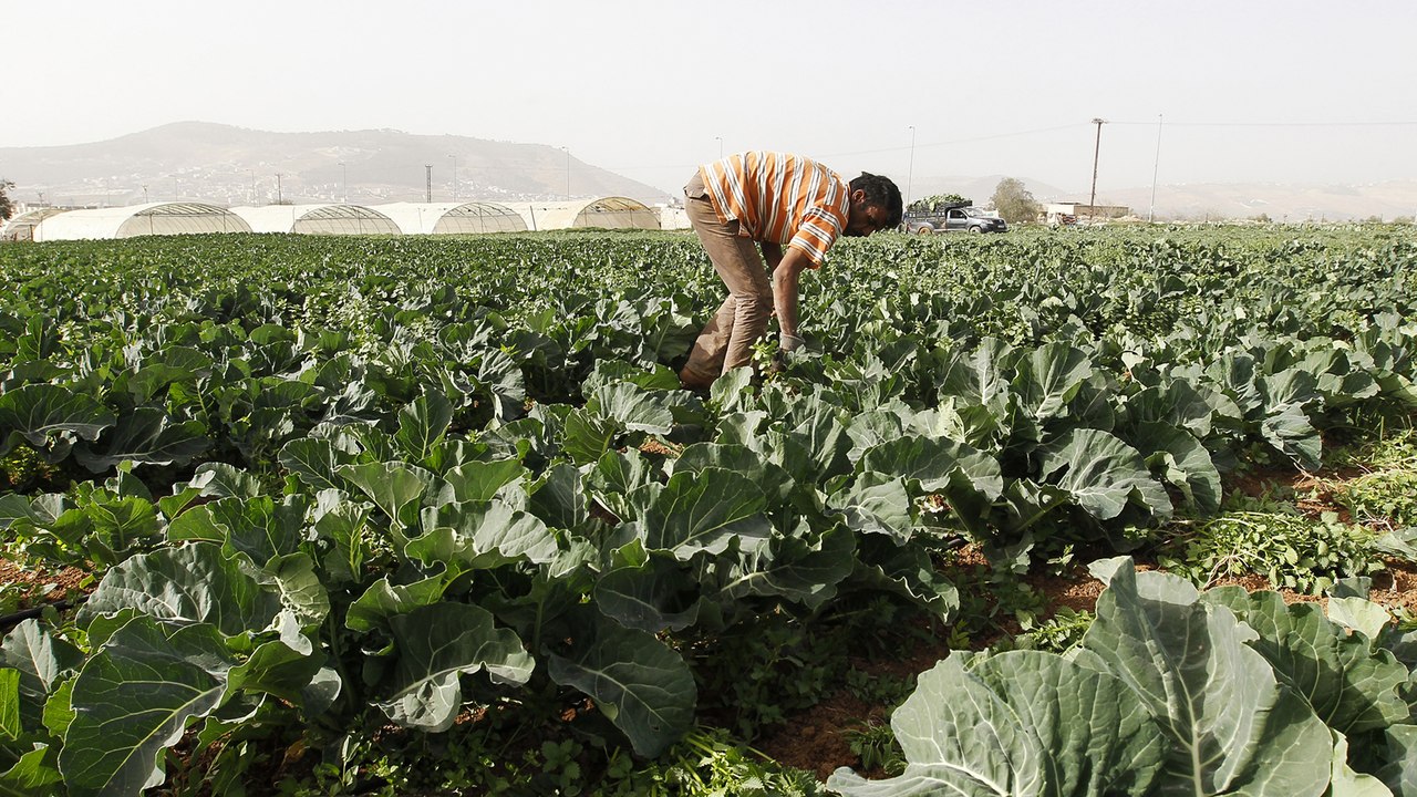 مشروع لاستخدام تقنيات الذكاء الاصطناعي في المزارع الصحراوية بالأردن
