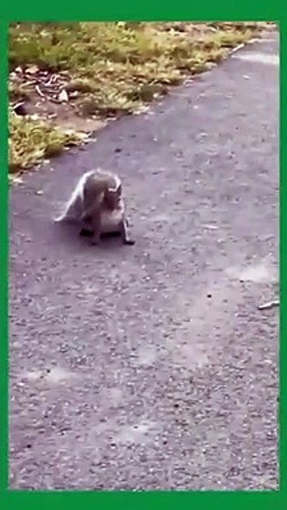Sorry Squirrely I Have No Peanuts