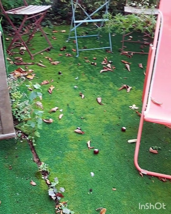 adieu Sommer*in Assiklamotten den Garten putzen* Corona Tag 572