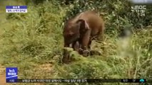 [이슈톡] 길 잃은 아기 코끼리..가족과 재회 직전 기쁨의 포효