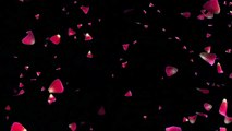 Beautiful falling rose petals