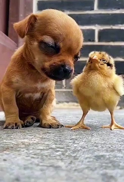 Maybe he is tired