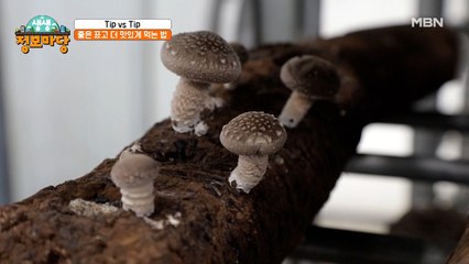 1년에 6톤!? 표고버섯 비닐하우스 대공개