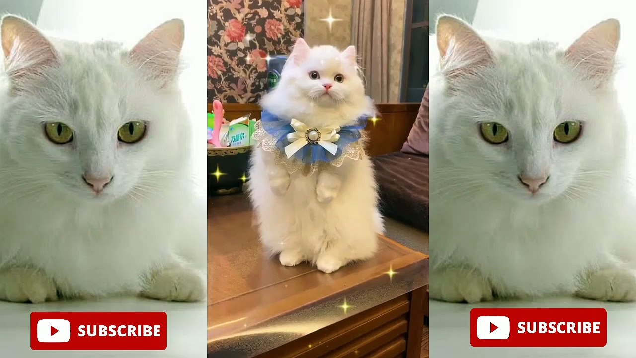 Cute cat - funny cat compilation 2021