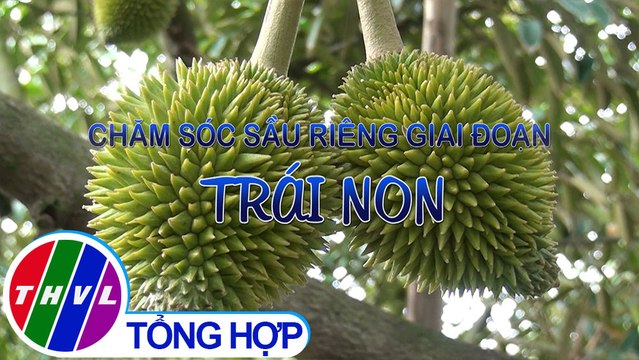 Nông nghiệp bền vững: Chăm sóc sầu riêng giai đoạn trái non
