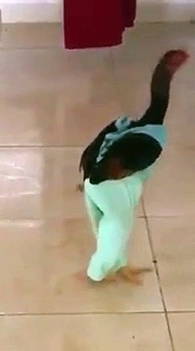 A chicken walks like a human