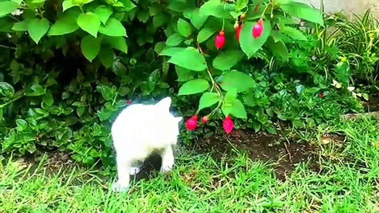 Cats Playing In The Garden  - Beautiful Cat - Funny Cat Videos