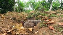 Cobra Vs Motherhen - The courage of mother hen to protect her chicks - Beautiful Cobra vs Motherfight