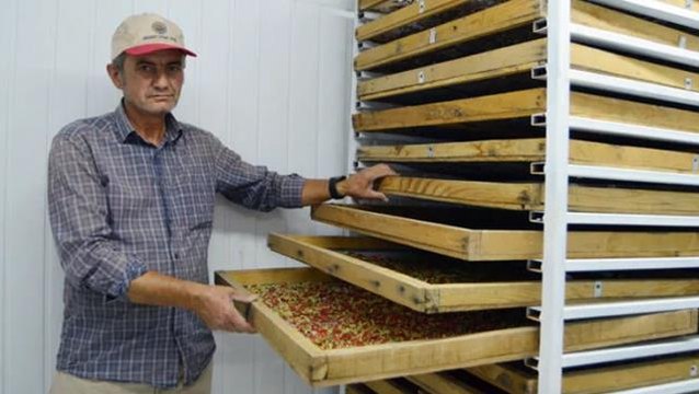 Arkadaş tavsiyesiyle ektiği 'gojy berry' meyvesini, kilosu 100 liradan Avrupa'ya ihraç ediyor