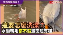 這樣怎麼幫你洗澡？水潑鴨毛都不濕 網友讚：簡直是黑科技