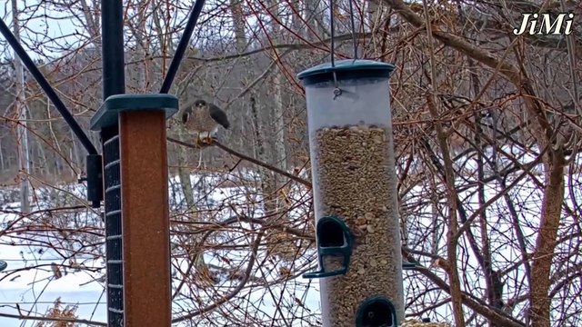Diều Hâu Vuốt Sắc | Loài Chim Săn Sử Dụng Đôi Cánh Điêu Luyện Săn Mồi Nơi Rừng Rậm