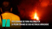 Tres semanas de furia volcánica en La Palma con más de 500 hectáreas arrasadas
