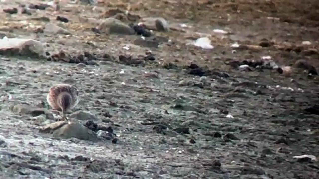 Rare stint Bird