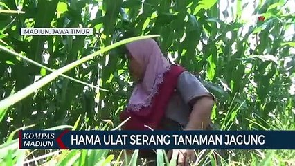 Hama Ulat Serang Tanaman Jagung