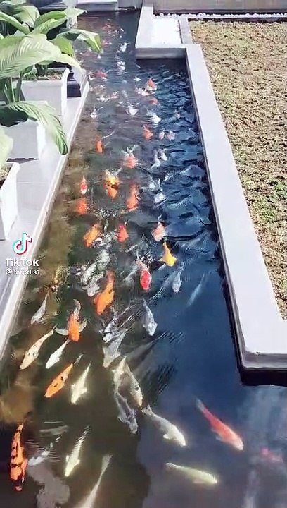 Ikan Koi yang cantik