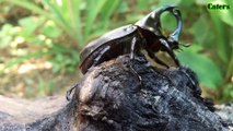 Beetles, Coleoptera, Siamese rhinoceros beetle, Xylotrupes gideon