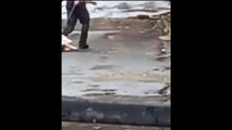 Homem é preso em Ivaiporã após arrastar e agredir cachorro