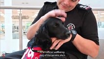 Meet Olive, Northants Fire & Rescue's new wellbeing dog
