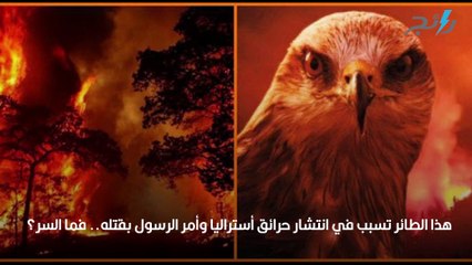 هذا الطائر تسبب في انتشار حرائق أستراليا وأمر الرسول بقتله.. فما السر؟