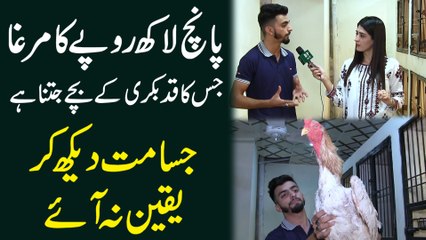 5 lakh ropay ka murgha jis ka qadd bakri k bachay jitna hai, Jisamat dekh kar yaqeen na aye...