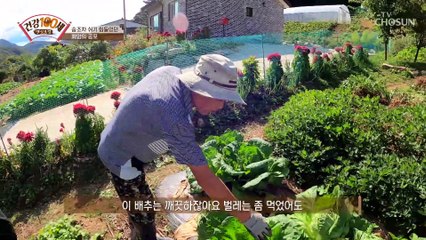신선한~ 식재료를 공수하기 위해 직접 키우는 채소들↗ TV CHOSUN 211011 방송