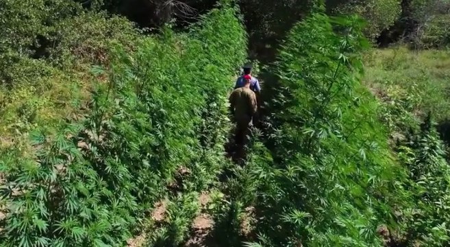 Maxi piantagione di marijuana tra Trinitapoli e Cerignola: 15 arresti (11.10.21)