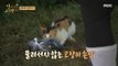 [HOT] A cat that ate all the seaweed , 안싸우면 다행이야 211011