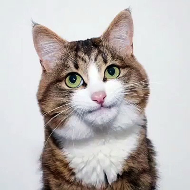 Beauntiful cat