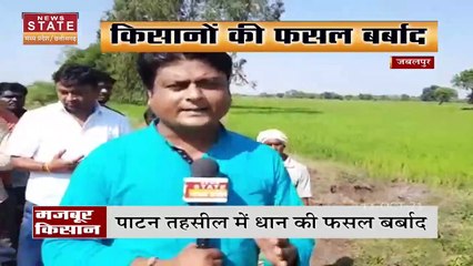 Jabalpur में मॉनसून के कारण धान की फसल हुई बर्बाद