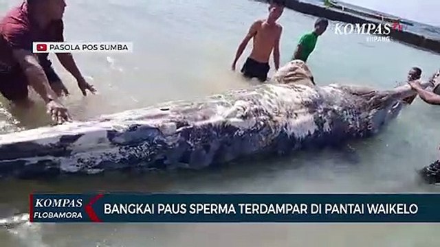 Bangkai Paus Sperma Terdampar di Pantai Waikelo