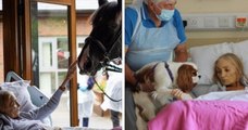 Une femme en phase terminale fait ses adieux à son cheval et ses deux chiens depuis son lit d'hôpital