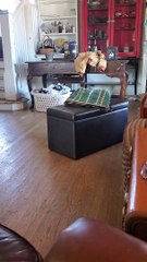 Speedy Pig Slides Across Slippery Floor